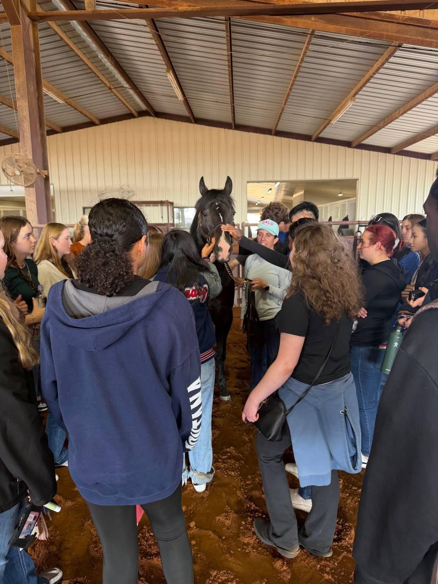 Students meeting a stallion in the Solo Select barn