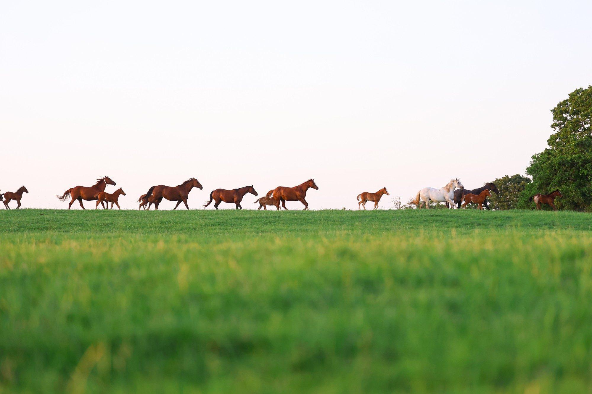 Mares and foals moving across a green Texas pasture at first light