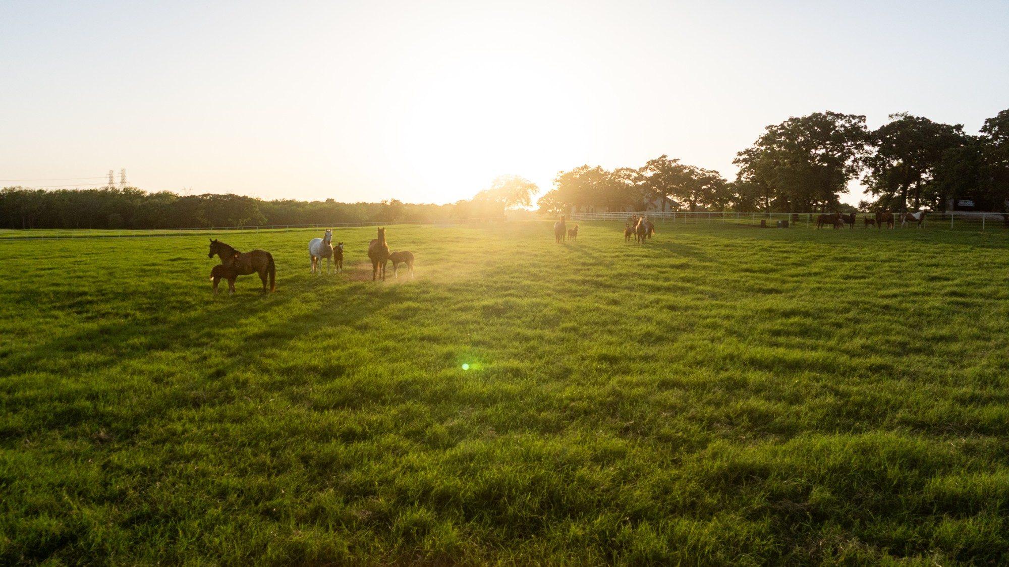Mares and foals in a green pasture at sunset on the Solo Select ranch