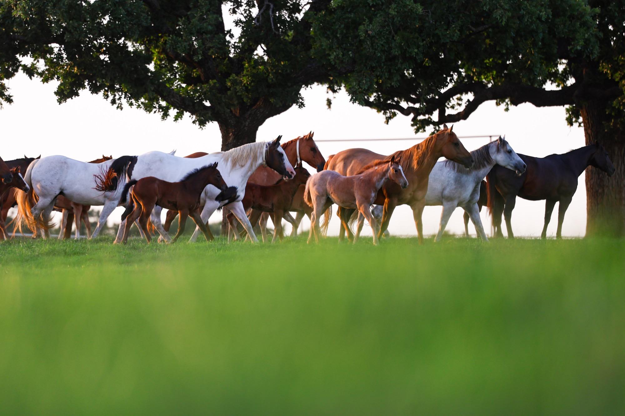 Embryo Transfer and ICSI: A Mare Owner’s Guide